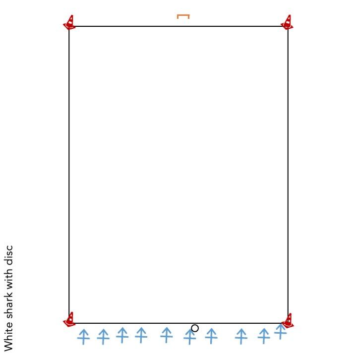 White shark with disc.jpeg
